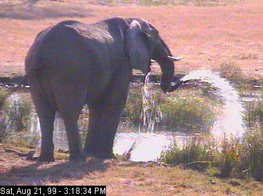 ele21c-African Elephant-fountain of now.jpg