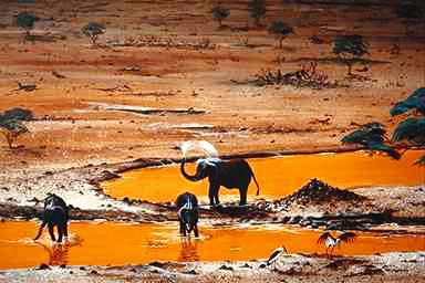 Elefant3-African Elephants-in twilight swamp.jpg