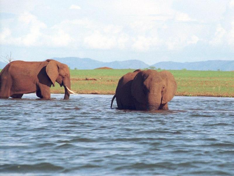 eleflak01l-African Elephants-in water.jpg