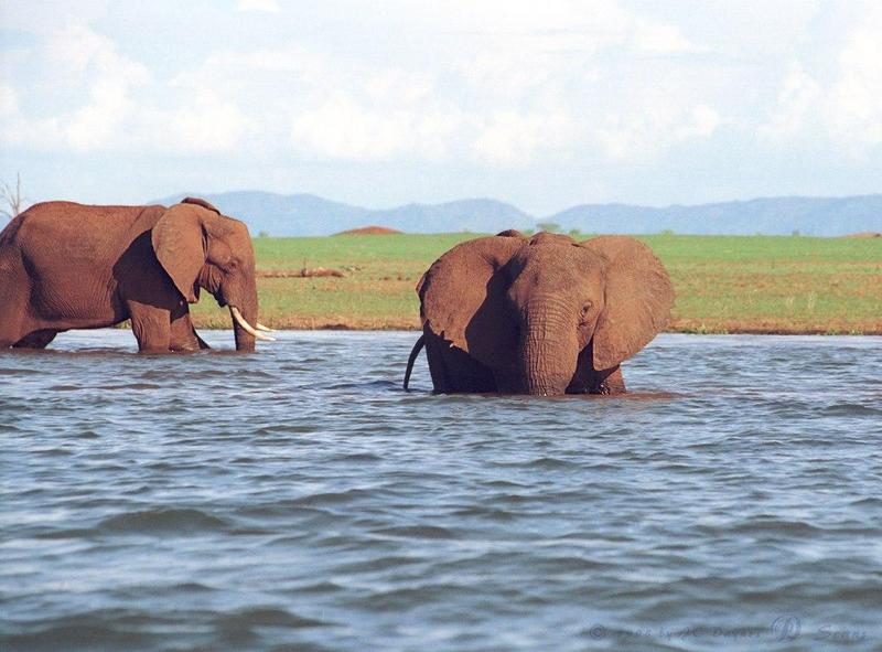 eleflak02l-African Elephants-in water.jpg
