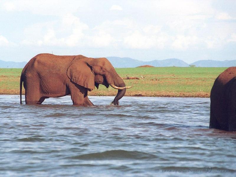 eleflak03l-African Elephants-in water.jpg