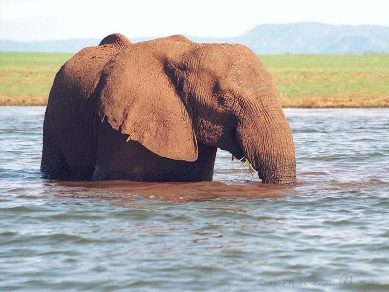 eleflak04l-African Elephant-in water-closeup.jpg