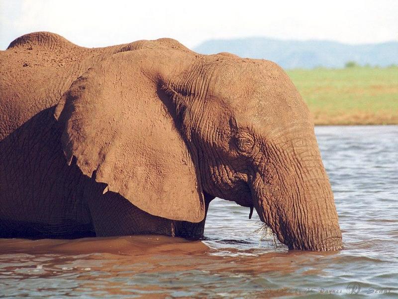 eleflak05l-African Elephant-in water-closeup.jpg