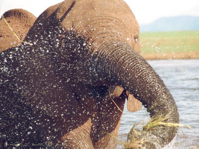 eleflak06l-African Elephant-in water-closeup.jpg