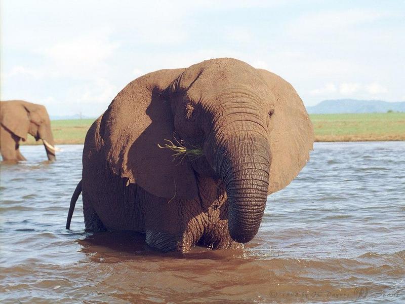 eleflak07l-African Elephant-in water-closeup.jpg