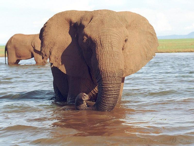 eleflak08l-African Elephant-in water-closeup.jpg