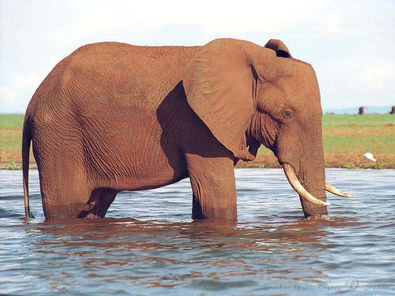 eleflak09l-African Elephant-in water-closeup.jpg