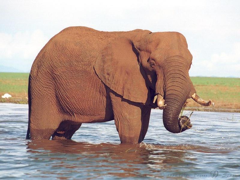 eleflak10l-African Elephant-in water-closeup.jpg