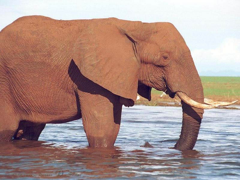 eleflak11l-African Elephant-in water-closeup.jpg