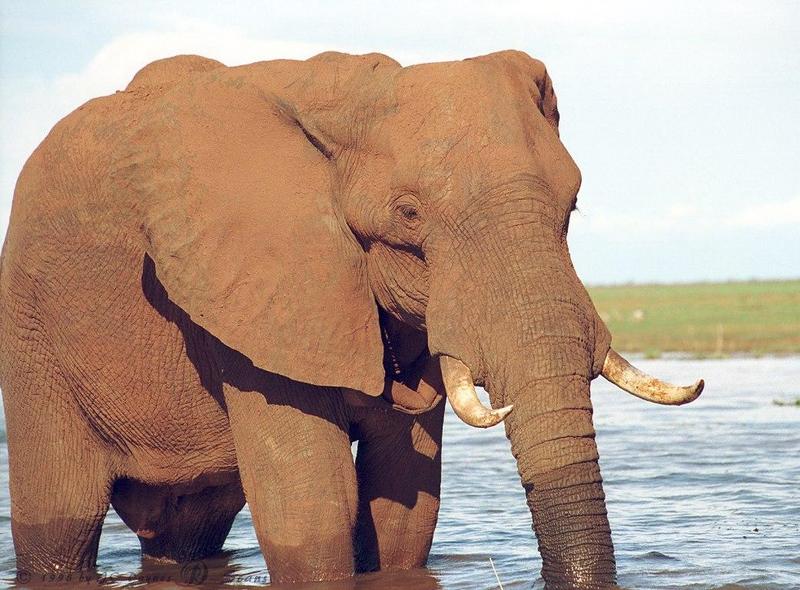 eleflak12l-African Elephant-in water-closeup.jpg