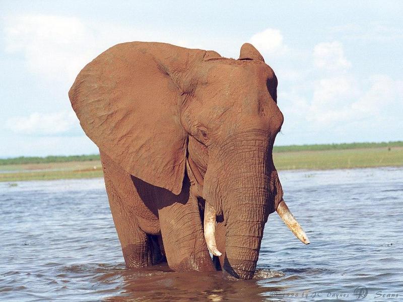 eleflak13l-African Elephant-in water-closeup.jpg