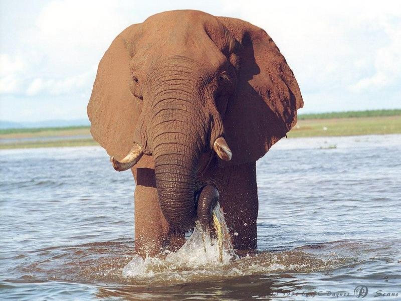 eleflak14l-African Elephant-in water-closeup.jpg