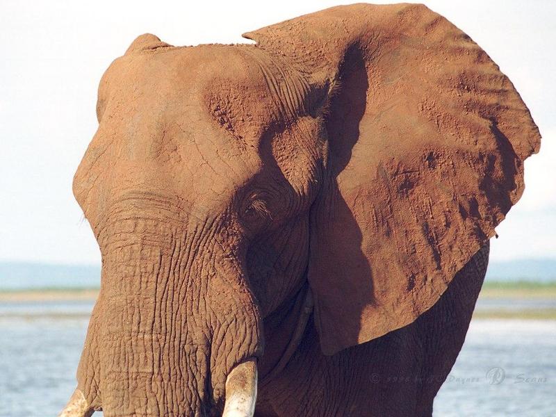 eleflak15l-African Elephant-in water-face closeup.jpg