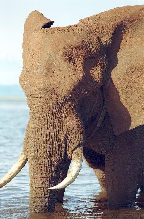 eleflak16l-African Elephant-in water-face closeup.jpg