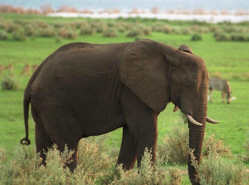 elefnt3l-African Elephant-in scrub.jpg