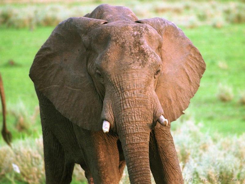 elefnt4l-African Elephant-closeup.jpg
