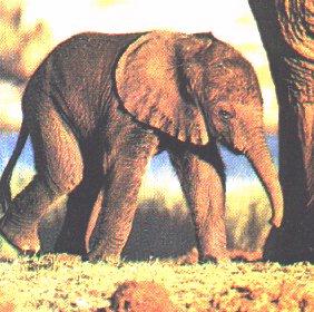 elep1-African Elephant-Baby.jpg