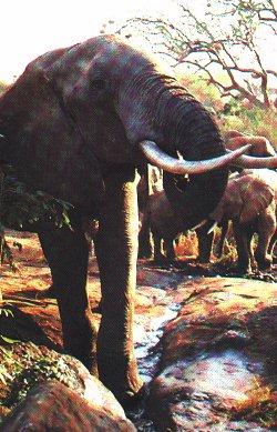 elep2-African Elephant-Great Ivory.jpg