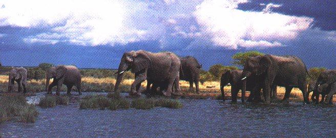 elep3-African Elephants-In Swamp.jpg