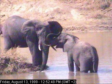 eleph13a-African Elephants-mom and young-Africam.jpg