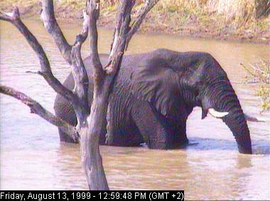eleph13b-African Elephant-in water.jpg