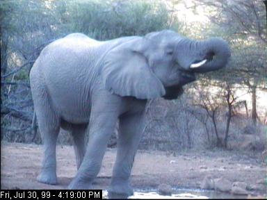 eleph30a-African Elephant-drinks water-Africam.jpg