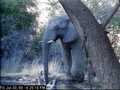 eleph30b-African Elephant-drinking water-Africam.jpg