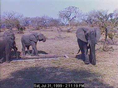 eleph31b-African Elephants-from Africam.jpg
