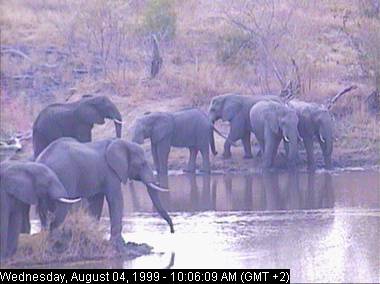 eleph4a-African Elephants-in swamp-Africam.jpg