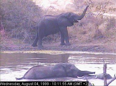 eleph4b-African Elephants-in swamp-Africam.jpg