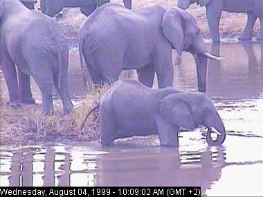 eleph4c-African Elephants-in pond-Africam.jpg