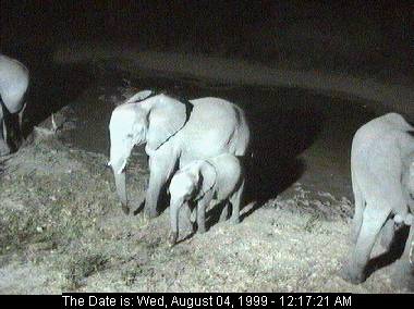 eleph4d-African Elephants-at night-Africam.jpg