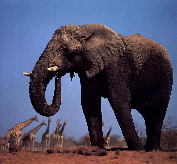 Elephant and Giraffes.jpg