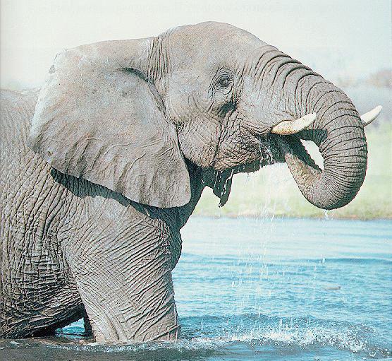 Elephant2-Drinking With Nose-In River.jpg