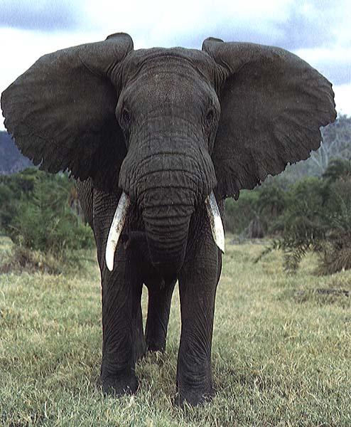 elephant Bull-Front View.jpg