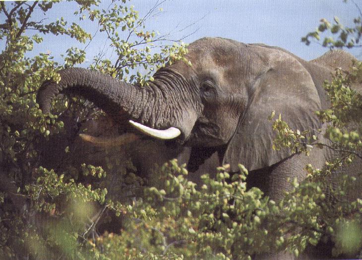 Elephant-Eating Tree-olifant1.jpg