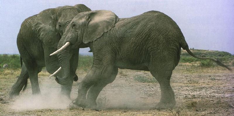 elephants0.jpg