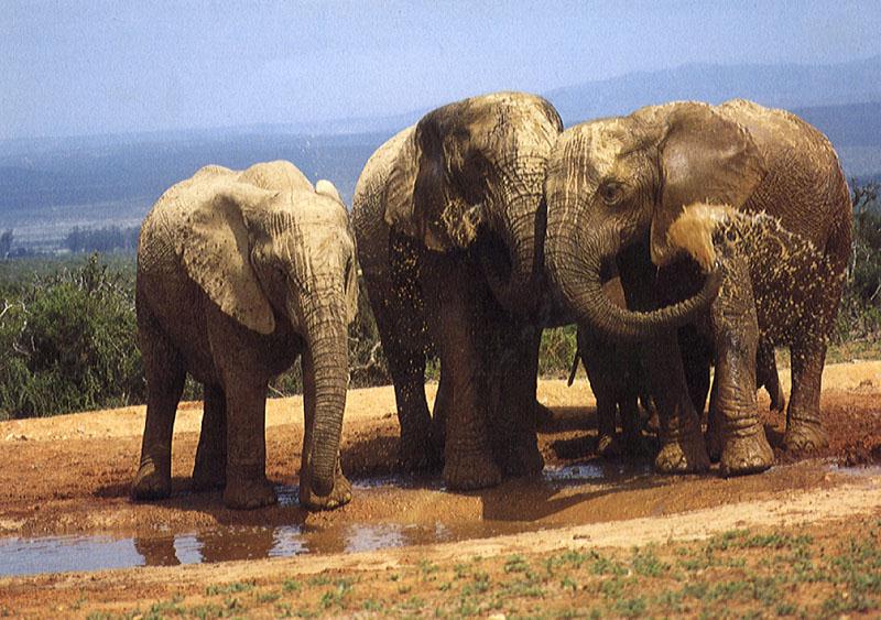 Elephants Mud Bath-za07.jpg