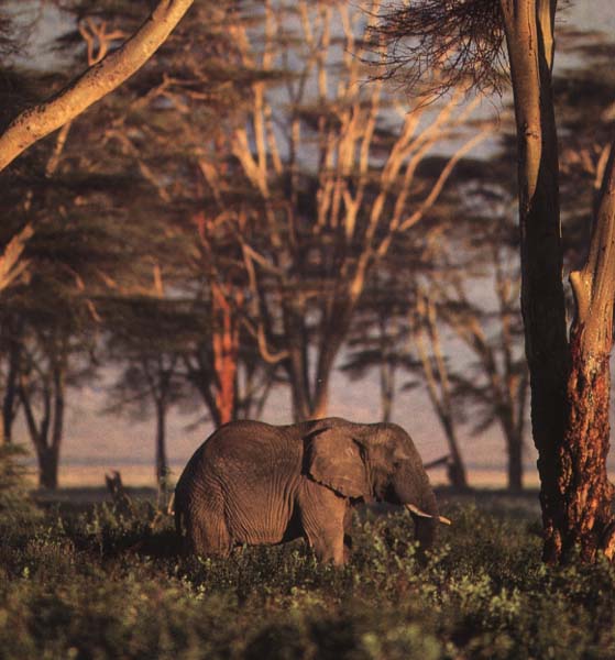 elip01-Elephant In Bush.jpg