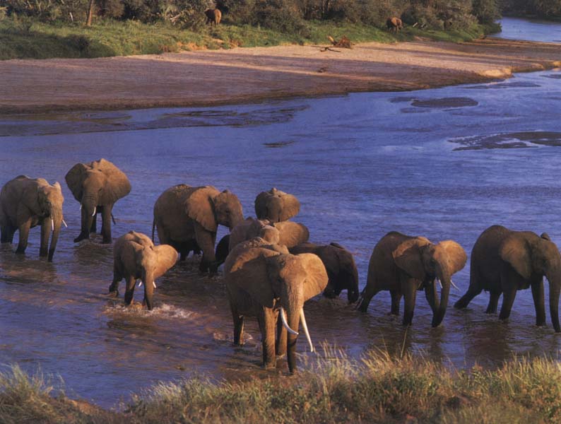 elip04-Elephants-Crowd Crossing River.jpg
