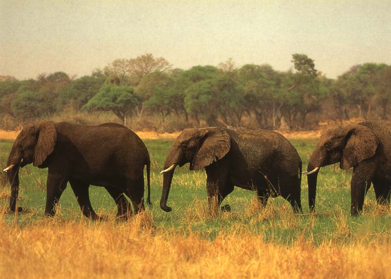elip05-3 Elephants Walking in Line.jpg