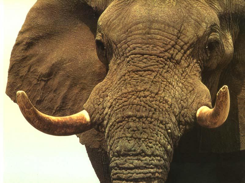 elip06-Elephant-Face Closeup.jpg