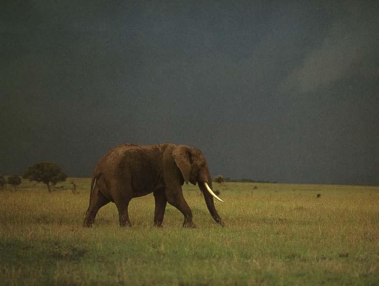 elip07-Elephant-Walking On Grassland.jpg
