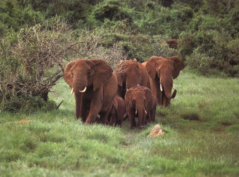 elip10-Elephant Family.jpg