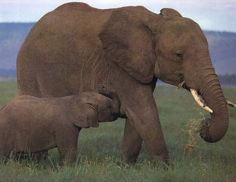 eliph02-2 Elephants-Mom and Baby.jpg