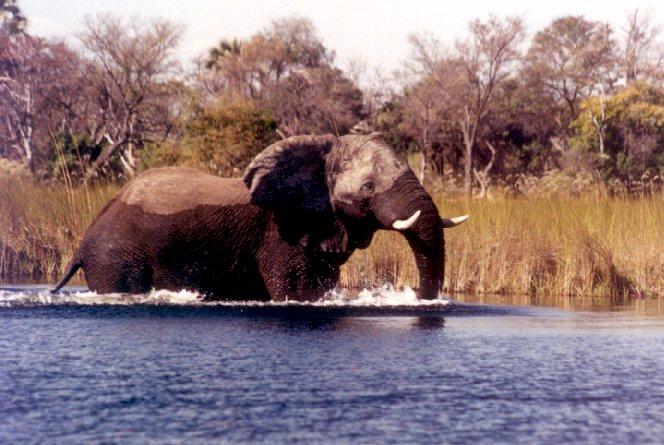 ellie1-African Elephant-Crossing Swamp.jpg