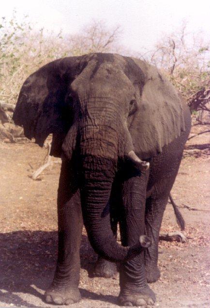 ellie2-African Elephant-Just Out Of Swamp.jpg