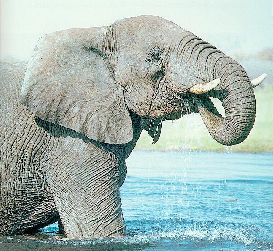 Elphant2-African Elephant-drinking water-closeup.jpg