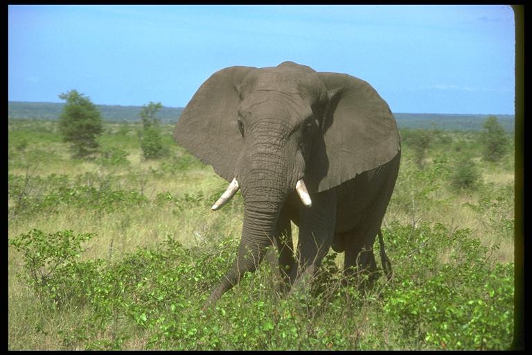 Foto009-African Elephant-In Bush.jpg