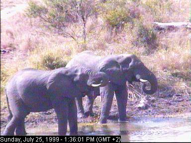 gowr25a-African Elephants-Africam.jpg
